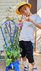 夏のアサガオがきれいに咲きました