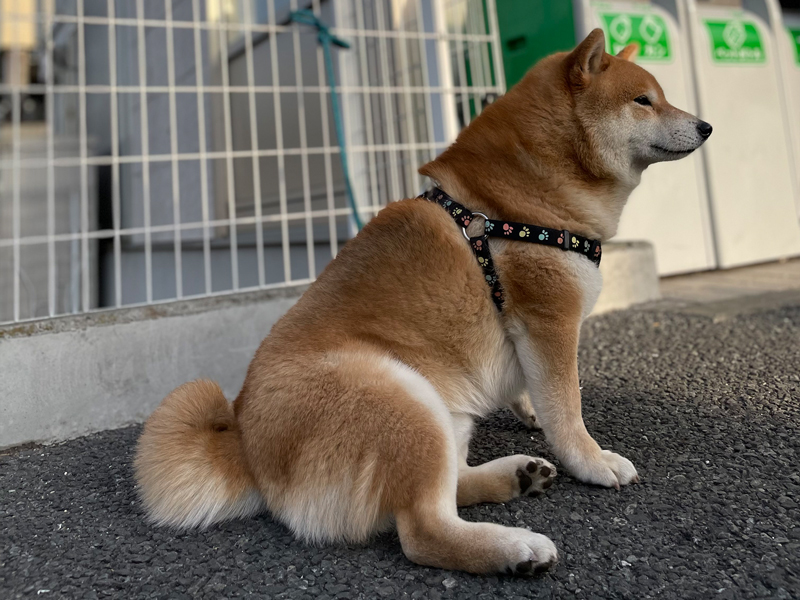 世田谷松葉通り店