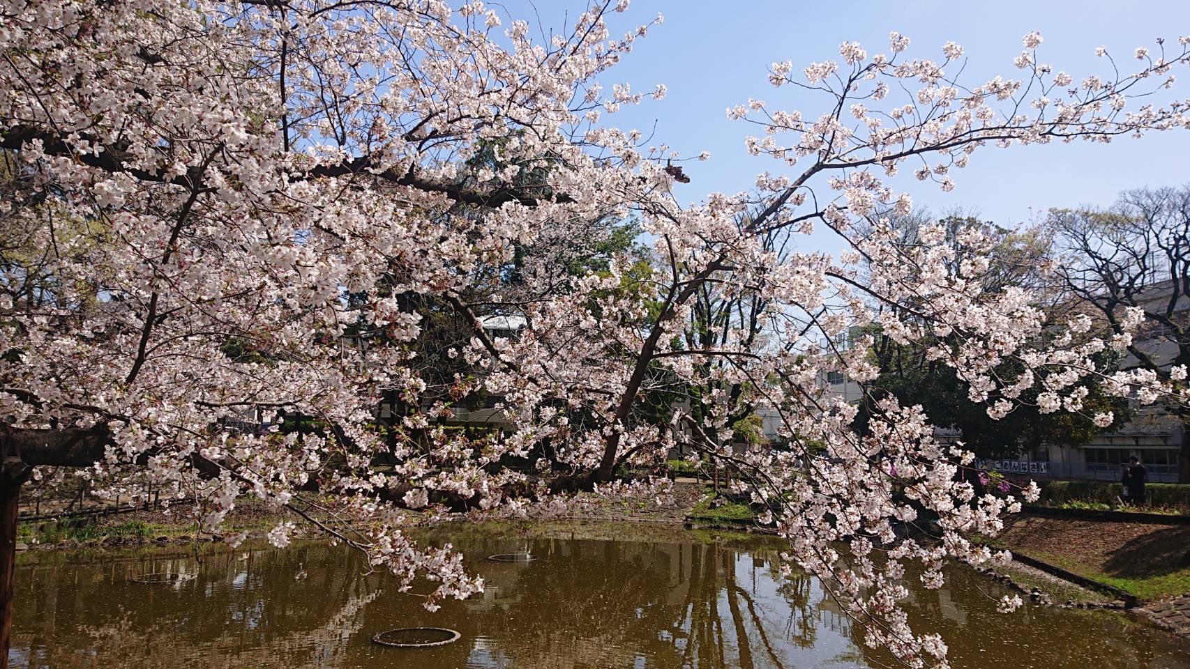 店舗桜だより～戸越銀座東店～