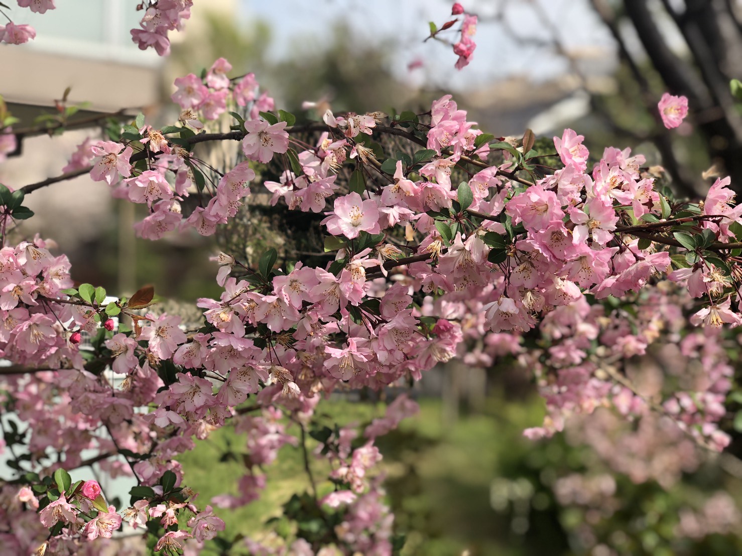 店舗桜だより～千歳烏山店～