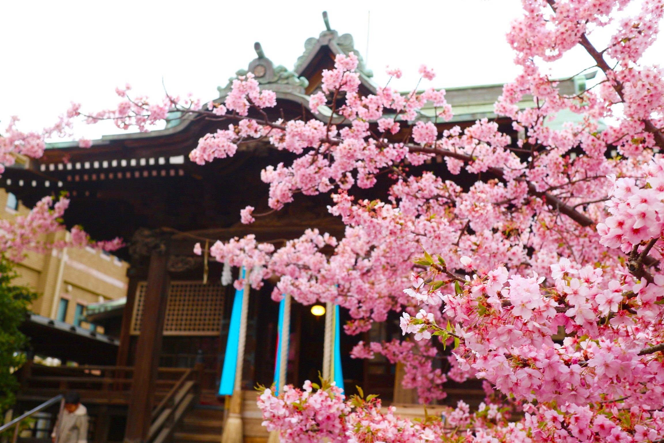 世田谷のお伊勢さん、桜神宮