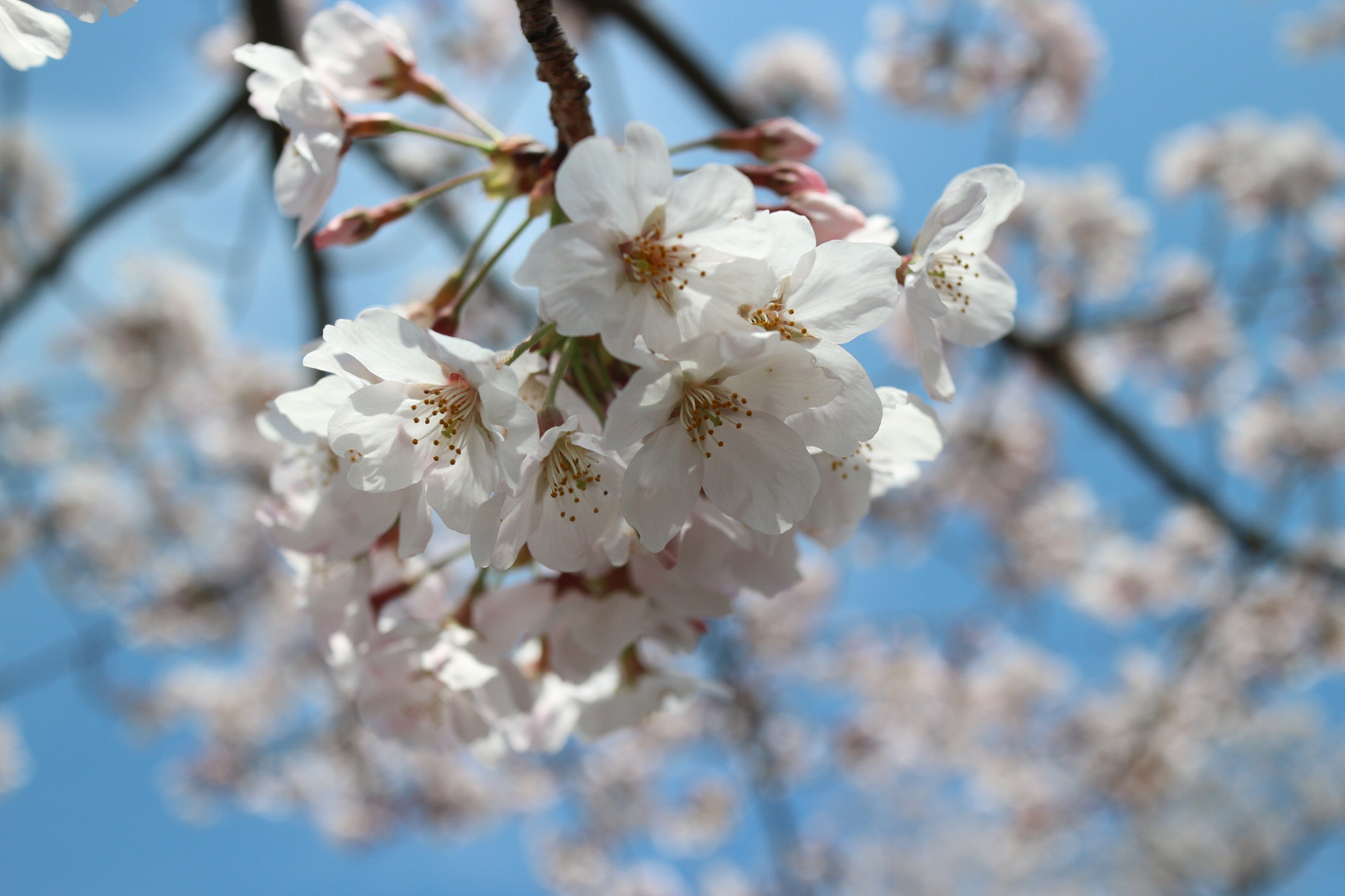 桜、満開ですね