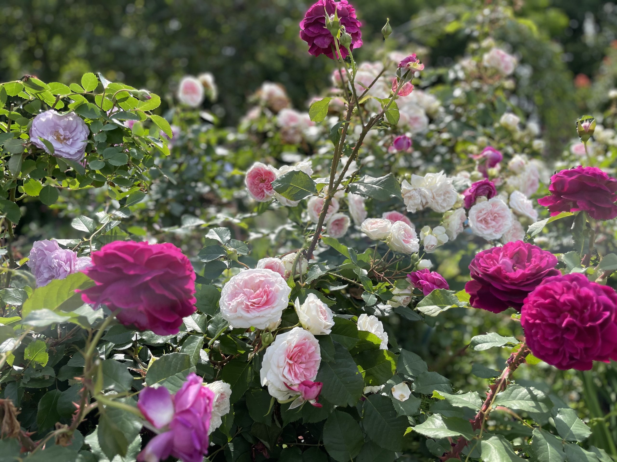 薔薇の季節