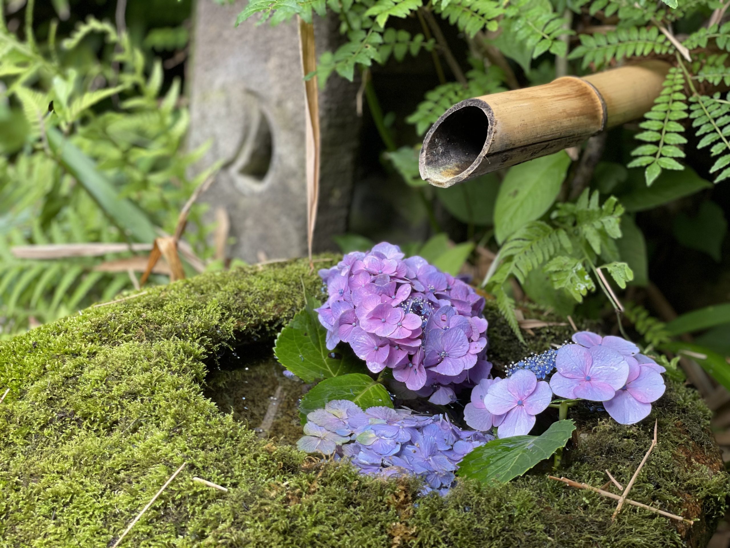 紫陽花の季節ですね